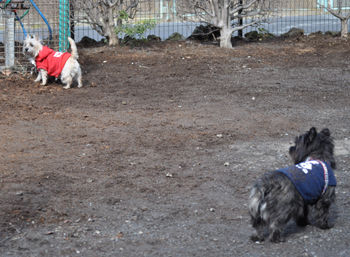 f:id:lion-dog:20100214115945j:image