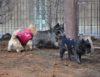 f:id:lion-dog:20100214120028j:image