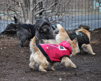 f:id:lion-dog:20100214120054j:image