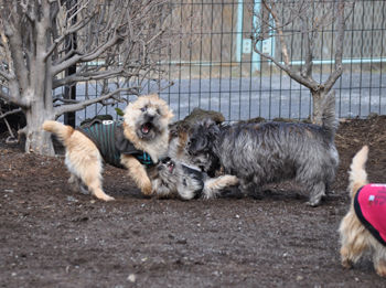 f:id:lion-dog:20100214120112j:image