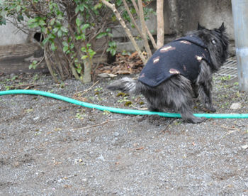 f:id:lion-dog:20100214120220j:image