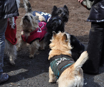 f:id:lion-dog:20100214120623j:image