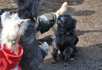 f:id:lion-dog:20100214120641j:image