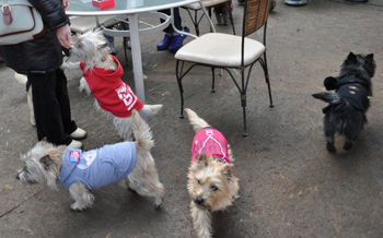 f:id:lion-dog:20100214122507j:image