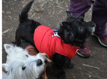 f:id:lion-dog:20100214125334j:image