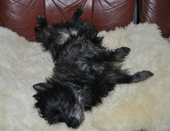 f:id:lion-dog:20100214195617j:image
