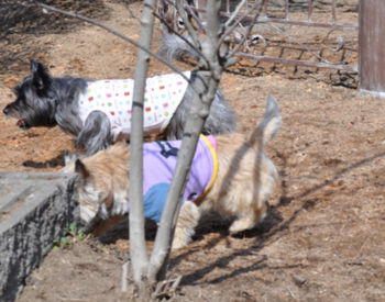 f:id:lion-dog:20100223110403j:image