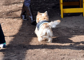 f:id:lion-dog:20100223110514j:image