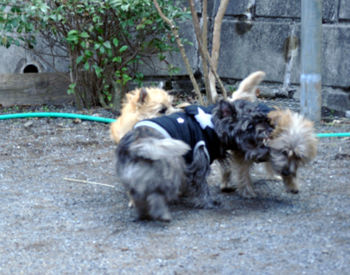 f:id:lion-dog:20100223112330j:image
