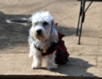 f:id:lion-dog:20100223121122j:image