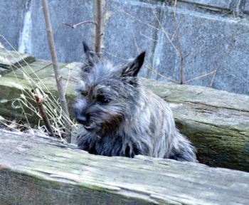 f:id:lion-dog:20100223132149j:image