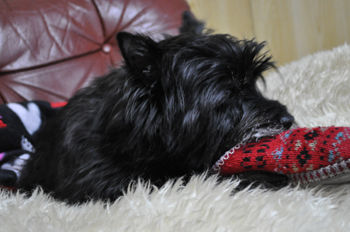f:id:lion-dog:20100307093101j:image