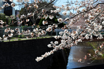 f:id:lion-dog:20100330112946j:image