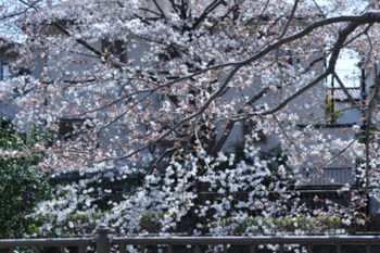 f:id:lion-dog:20100330120420j:image