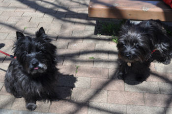 f:id:lion-dog:20100330120702j:image