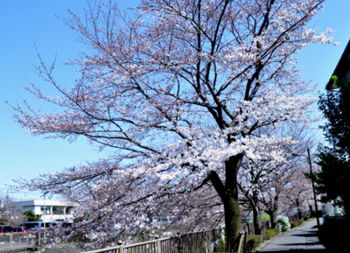 f:id:lion-dog:20100330121718j:image