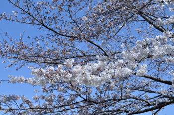 f:id:lion-dog:20100330121759j:image