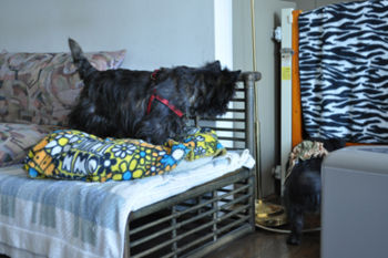 f:id:lion-dog:20100330133214j:image