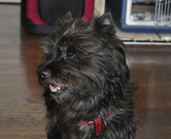 f:id:lion-dog:20100330142028j:image