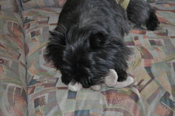 f:id:lion-dog:20100330142304j:image