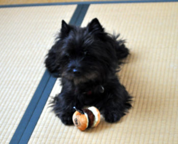 f:id:lion-dog:20100330142350j:image