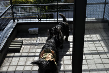 f:id:lion-dog:20100330142920j:image