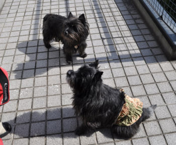 f:id:lion-dog:20100330143046j:image