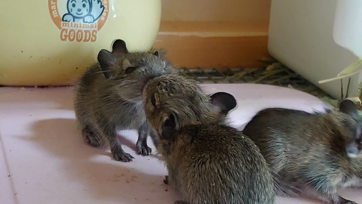 デグー 生後1か月のデグーベビー もみ男のデグーライフ ゲームライフ