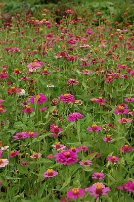 f:id:lippia:20100812210642j:image f:id:lippia:20100812210642j:image