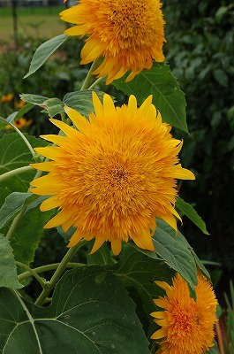 f:id:lippia:20100812210643j:image f:id:lippia:20100812210643j:image