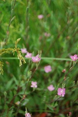 f:id:lippia:20100812210644j:image f:id:lippia:20100812210644j:image