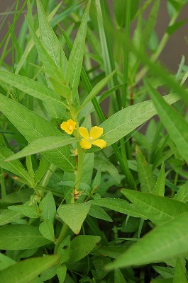f:id:lippia:20100812210645j:image f:id:lippia:20100812210645j:image