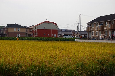 f:id:lippia:20101018230753j:image