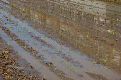 f:id:lippia:20101104213815j:image