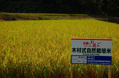 f:id:lippia:20101104214946j:image