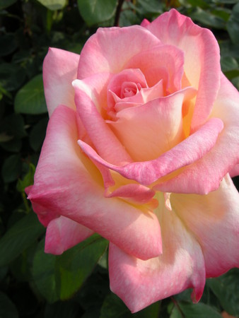 f:id:lirong:20080607161538j:image