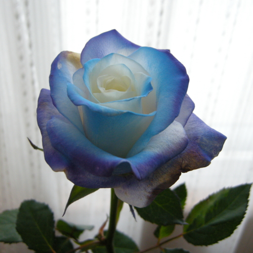 青い薔薇 韓国バージョン Lirong S Blog