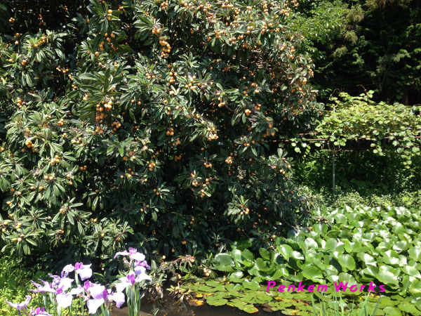 f:id:lis2016zz:20190616062333j:plain