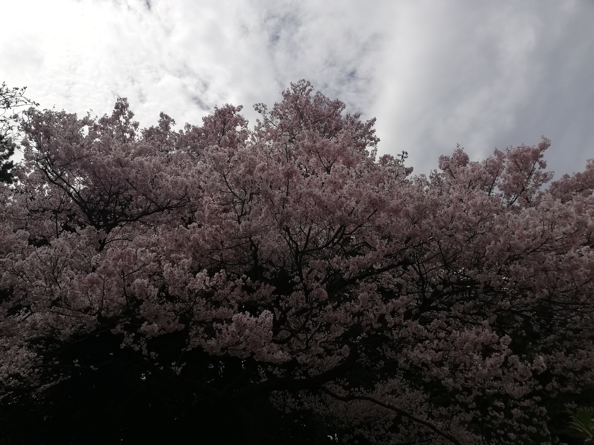 f:id:lis_arielle:20190321105512j:plain f:id:lis_arielle:20190321105512j:plain