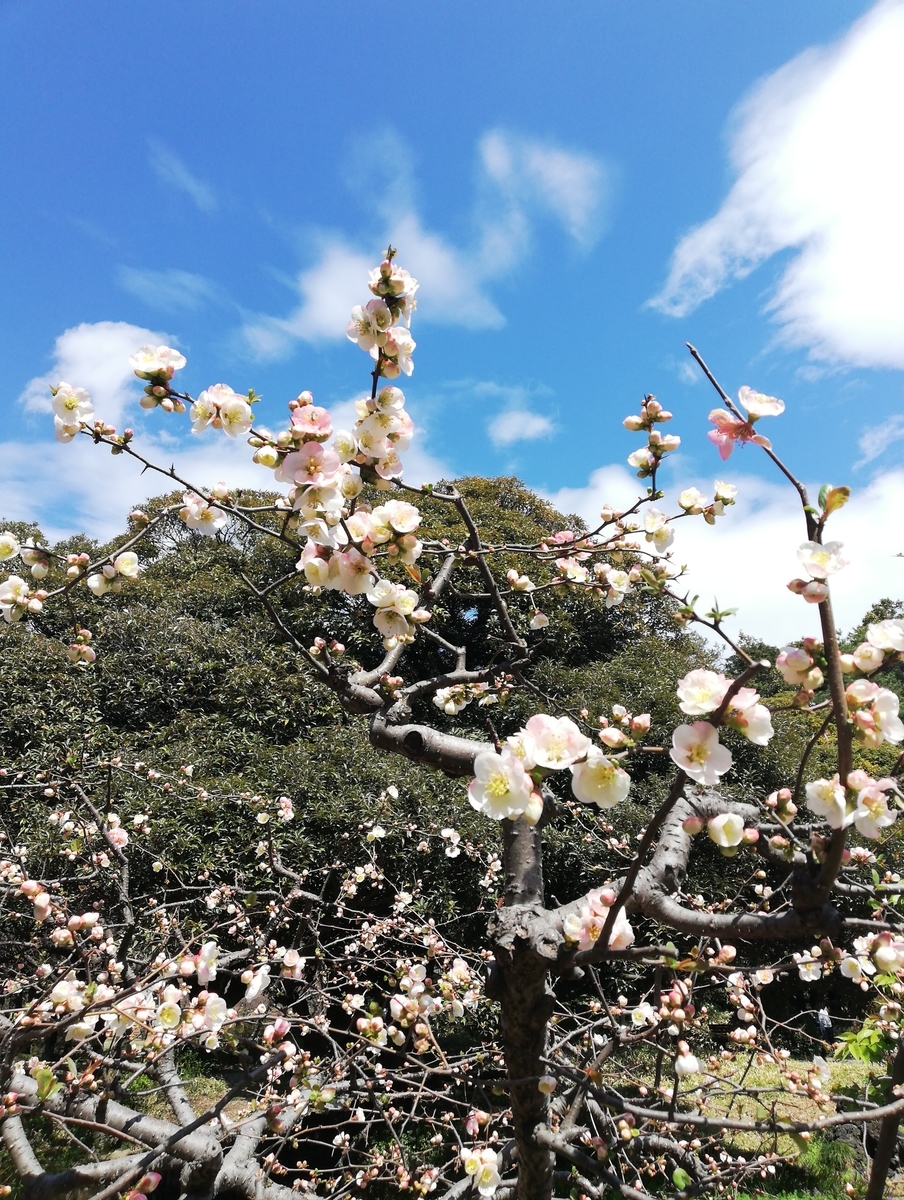 f:id:lis_arielle:20190321115313j:plain f:id:lis_arielle:20190321115313j:plain