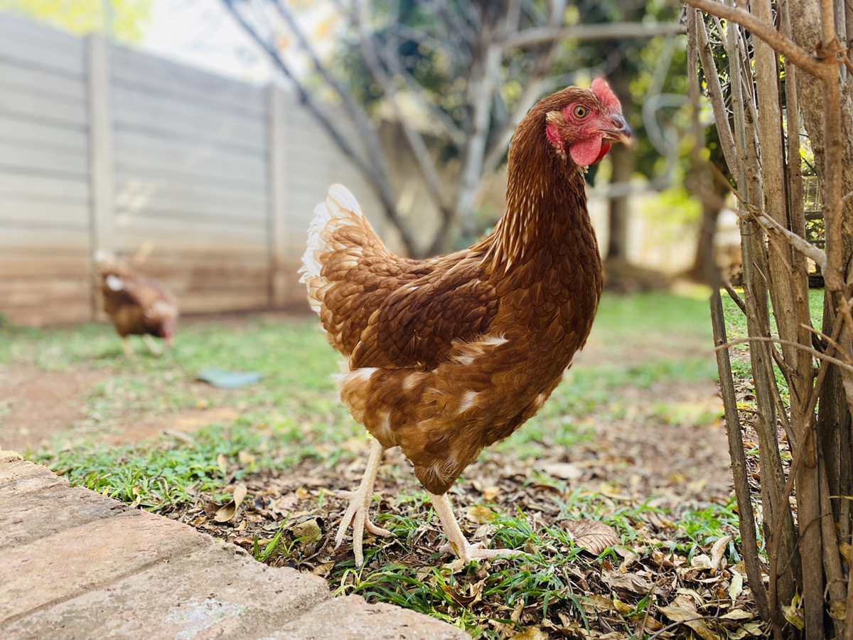 我が家で養鶏にチャレンジ 卵と鶏肉のためにどんな準備が必要 費用は アフリカ大好き 国際協力で戦う35歳 りさぴょん日記