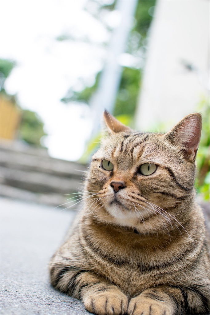 f:id:lisamori:20190221231650j:image