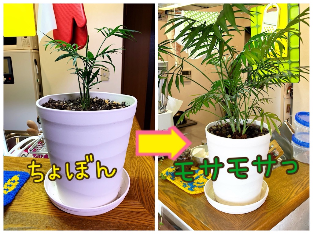 100 均 観葉 植物
