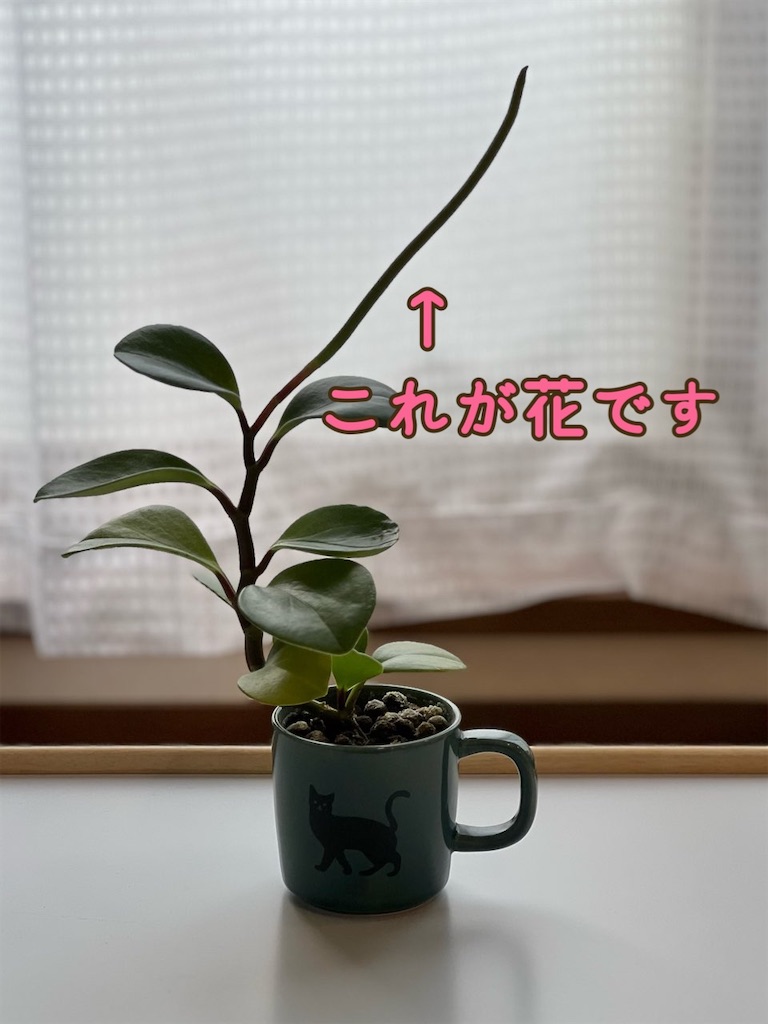 f:id:lisamori:20250528172327j:image