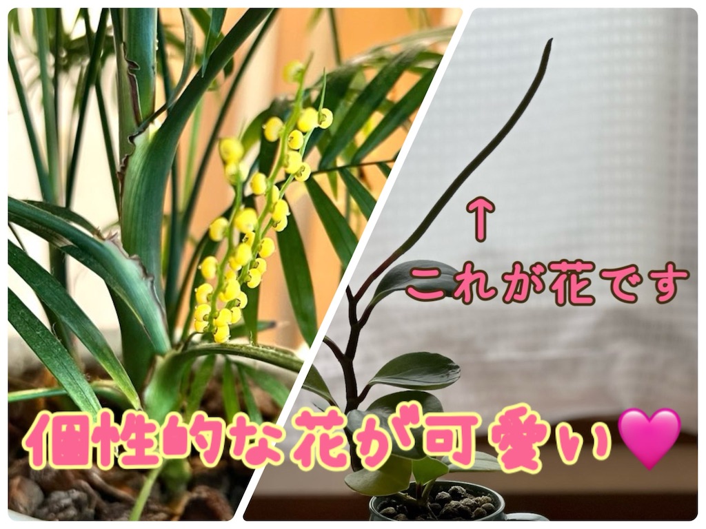 f:id:lisamori:20250529110649j:image