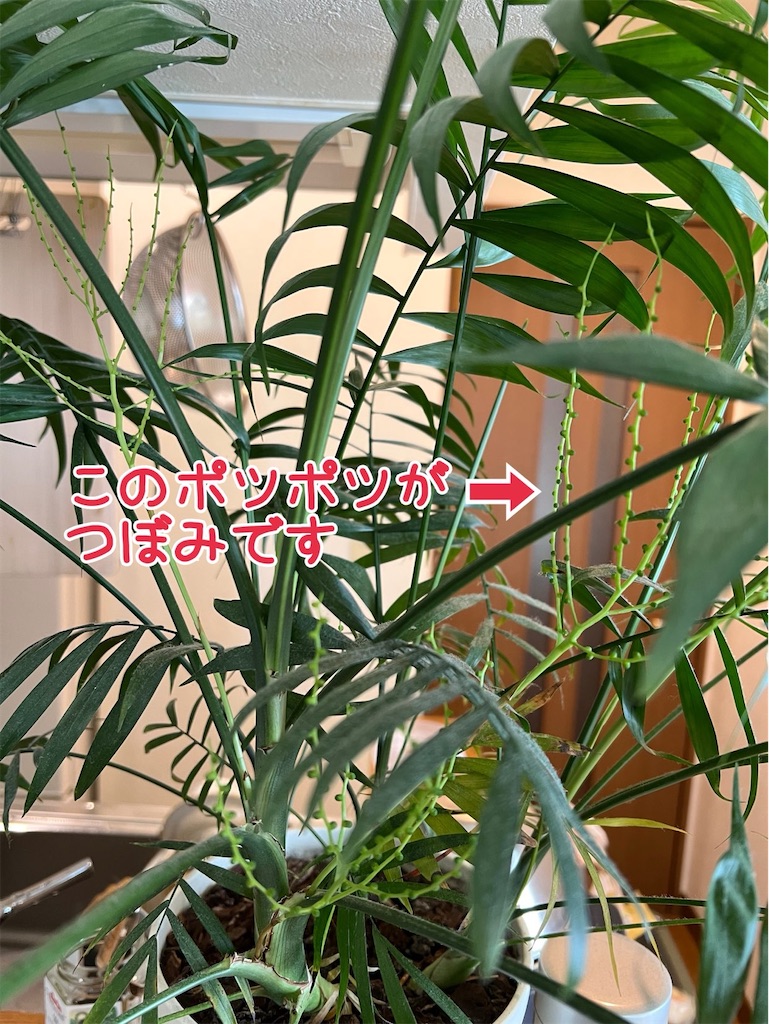 f:id:lisamori:20260113194159j:image