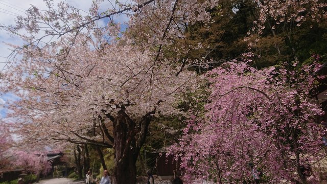 満開の桜