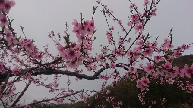 さくらんぼ農園