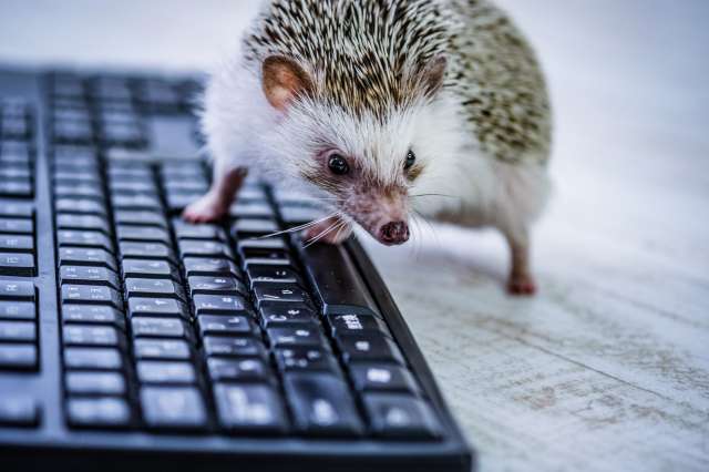 キーボードとハリネズミ