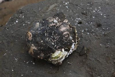 f:id:lithos:20090504123735j:image